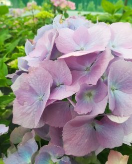 Holstein - Hydrangea macrophylla (Fleurs rondes)