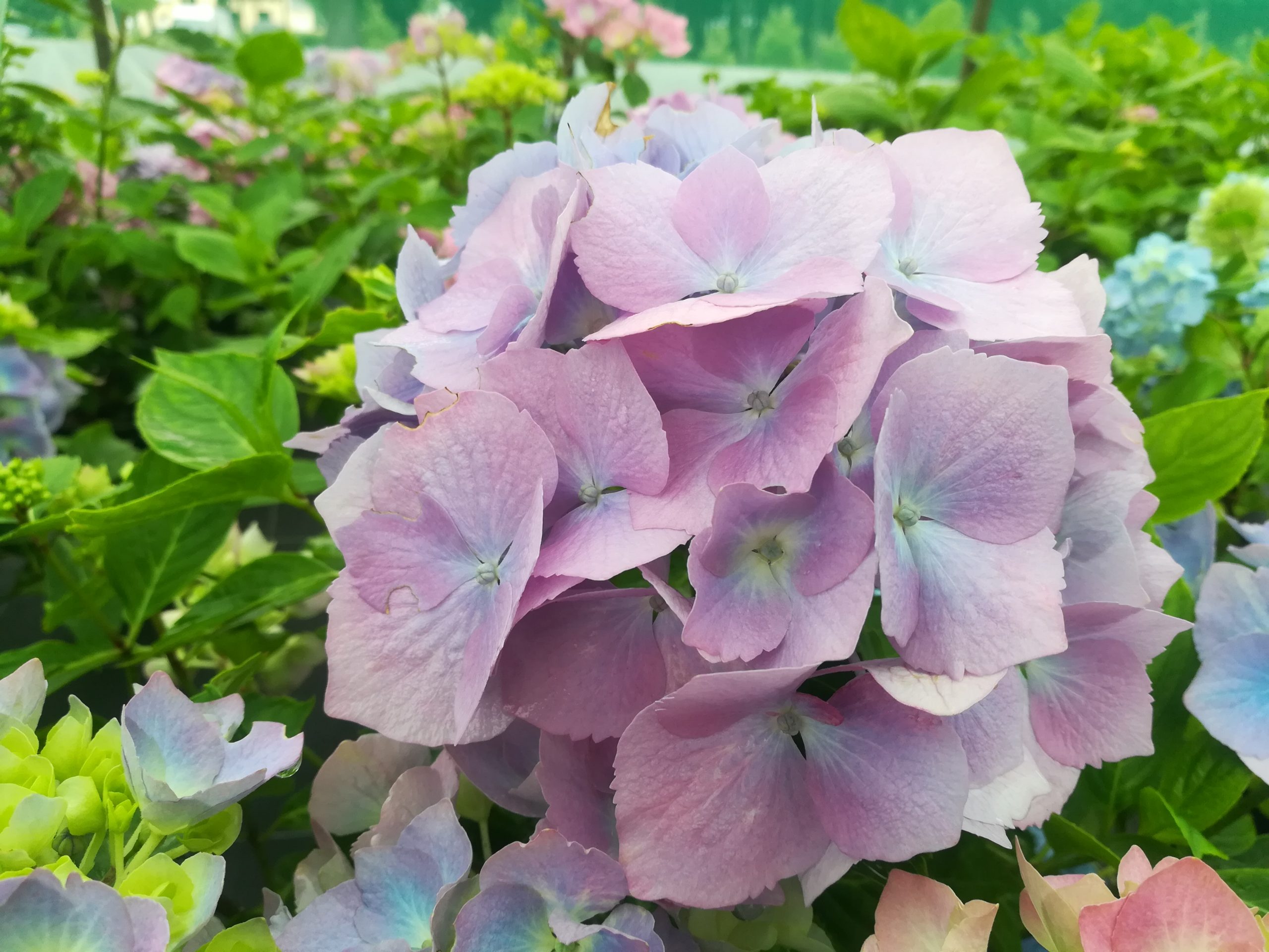 Holstein - Hydrangea macrophylla (Fleurs rondes)
