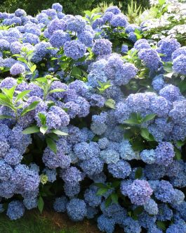 Lausanne - Hydrangea macrophylla (Fleurs rondes)