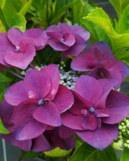 Papagei - Hydrangea macrophylla (Fleurs plates)