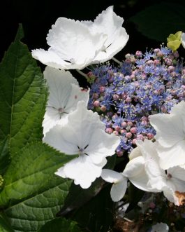 Sturton Lace - Hydrangea macrophylla (Fleurs plates)