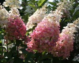 Pinky Winky - Hydrangea paniculata