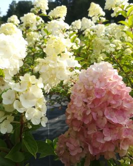 Sundae fraise - Hydrangea paniculata