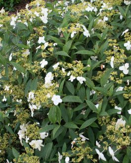 Angustipetala - Autres Hydrangea