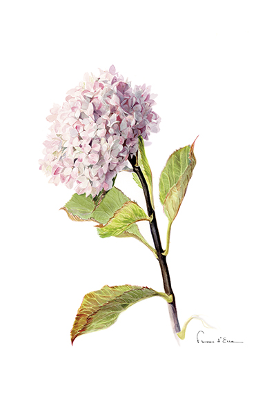 10 Cartes postales Botaniques différentes A6 – Image 10