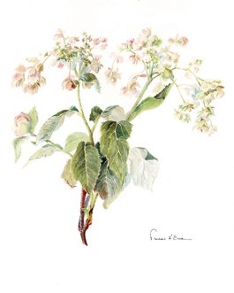 Carte postale A6 'Kokonoe yama'