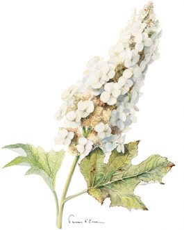 Carte postale A6 'Snow Queen'