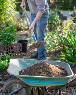 Forfait mise en place des hortensias dans le pot par nos soins