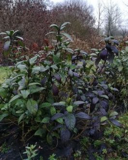 Dichroa versicolor - Autres Hydrangea