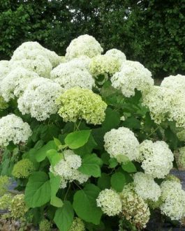 Annabelle - Hydrangea arborescent