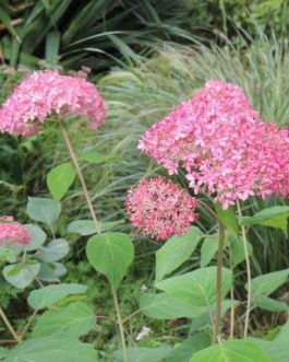 Invincible - Hydrangea arborescent