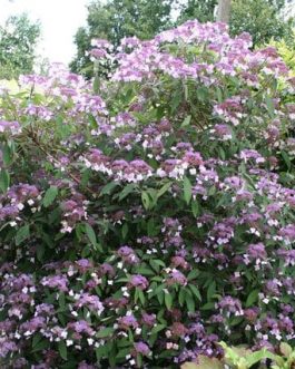 Villosa - Hydrangea aspera