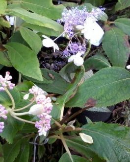Late love - Hydrangea involucrata