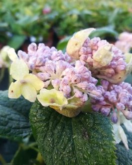 Late love - Hydrangea involucrata