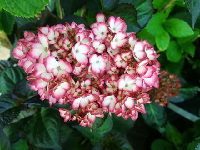 Sabrina - Hydrangea macrophylla (Fleurs rondes) – Image 4