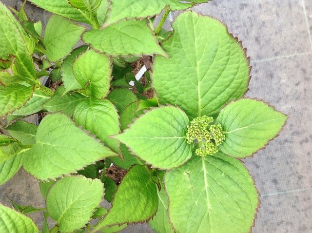 Sabrina - Hydrangea macrophylla (Fleurs rondes) – Image 3