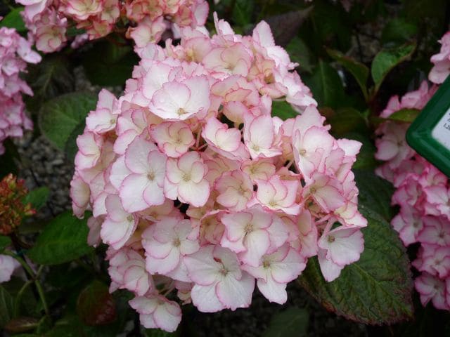 Sabrina - Hydrangea macrophylla (Fleurs rondes)