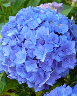 Adria - Hydrangea macrophylla (Fleurs rondes)