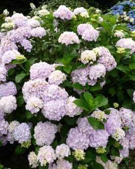 Albrechts Burg - Hydrangea macrophylla (Fleurs rondes)