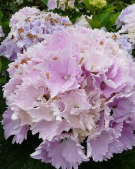 Albrechts Burg - Hydrangea macrophylla (Fleurs rondes)