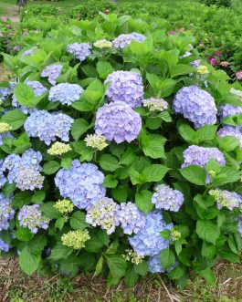 Atlantica - Hydrangea macrophylla (Fleurs rondes)