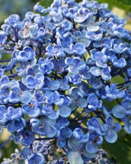 Ayesha - Hydrangea macrophylla (Fleurs rondes)