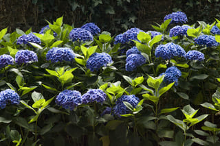 Bénélux - Hydrangea macrophylla (Fleurs rondes)