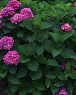Bosco - Hydrangea macrophylla (Fleurs rondes)