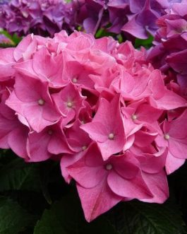 Brugg - Hydrangea macrophylla (Fleurs rondes)
