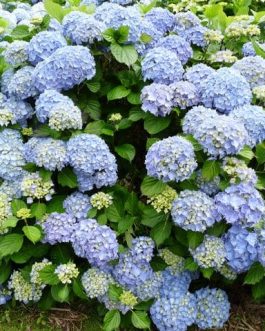 Europa - Hydrangea macrophylla (Fleurs rondes)