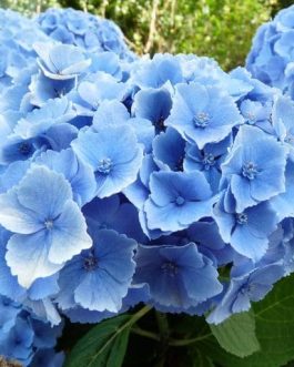 Homigo - Hydrangea macrophylla (Fleurs rondes)