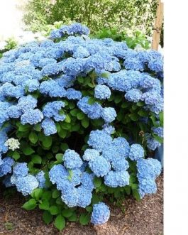 Homigo - Hydrangea macrophylla (Fleurs rondes)