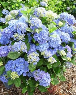 Horben - Hydrangea macrophylla (Fleurs rondes)