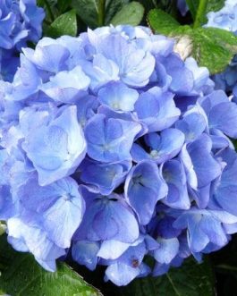 Horben - Hydrangea macrophylla (Fleurs rondes)