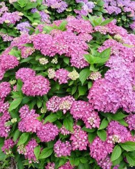 Hornli - Hydrangea macrophylla (Fleurs rondes)