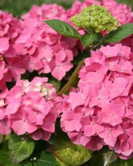 King George - Hydrangea macrophylla (Fleurs rondes)