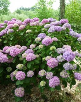 Kluis Superba - Hydrangea macrophylla (Fleurs rondes)