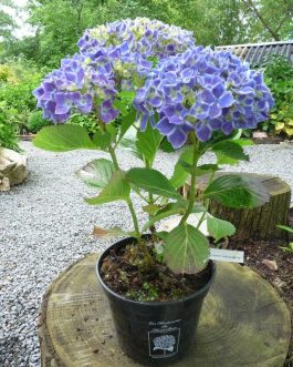 Lady Fujiyo - Hydrangea macrophylla (Fleurs rondes)
