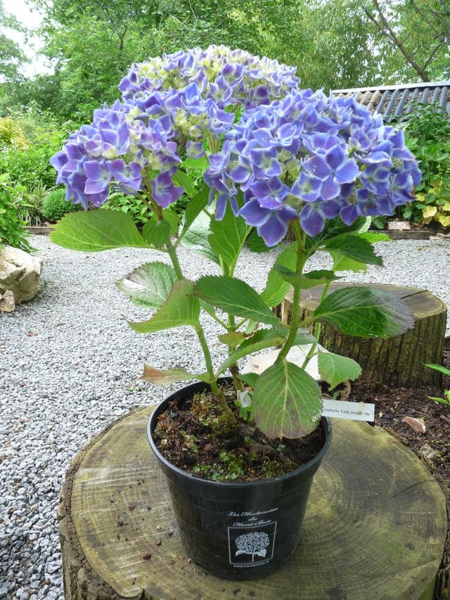 Lady Fujiyo - Hydrangea macrophylla (Fleurs rondes)
