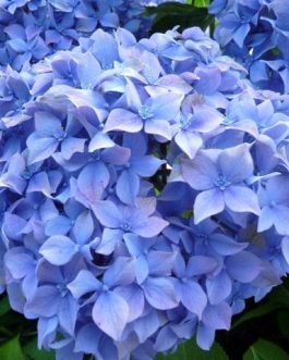 Lausanne - Hydrangea macrophylla (Fleurs rondes)