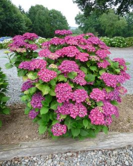 Leuchtfeuer - Hydrangea macrophylla (Fleurs rondes)