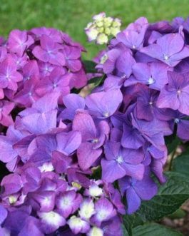 LK 49 - Hydrangea macrophylla (Fleurs rondes)
