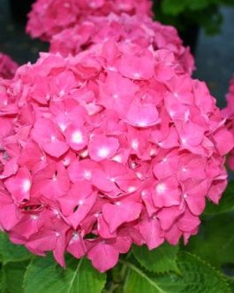 Maman - Hydrangea macrophylla (Fleurs rondes)