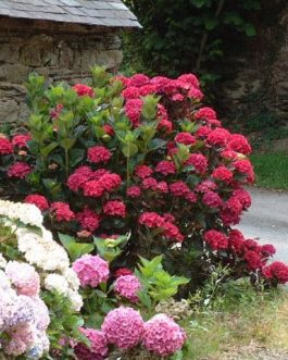 Merveille Sanguinea - Hydrangea macrophylla (Fleurs rondes)