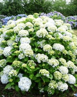 Otaksa - Hydrangea macrophylla (Fleurs rondes)