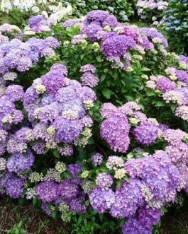 Pia - Hydrangea macrophylla (Fleurs rondes)