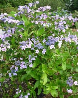 Jogasaki - Hydrangea macrophylla (Fleurs plates)