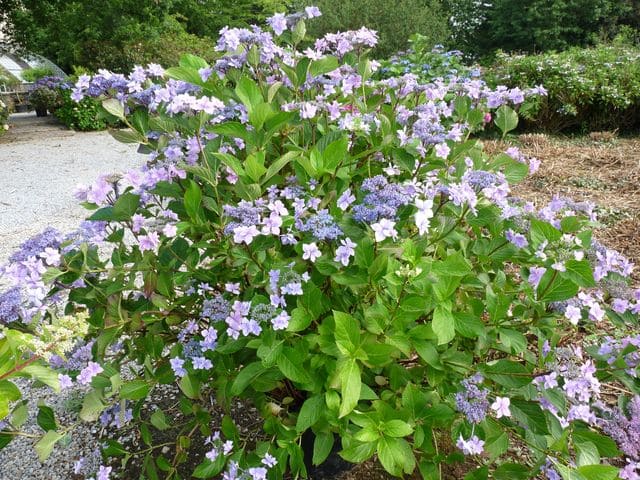 Jogasaki - Hydrangea macrophylla (Fleurs plates)