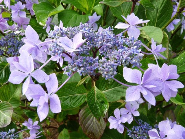 Jogasaki - Hydrangea macrophylla (Fleurs plates) – Image 3