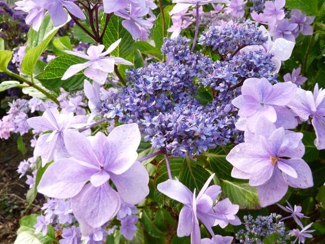 Jogasaki - Hydrangea macrophylla (Fleurs plates) – Image 2